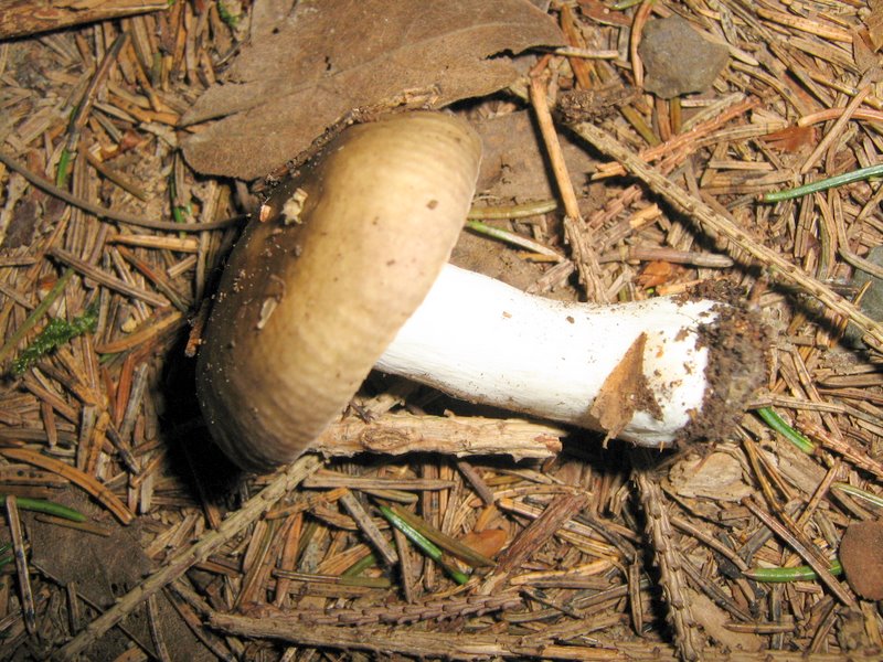 Funghi da Le Piastre